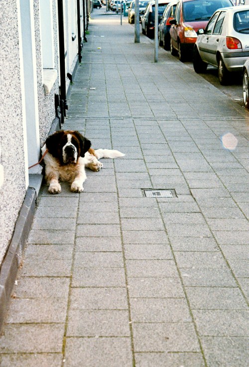 Cardiff to the See by Ani Saunders 