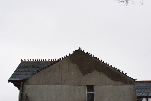 Birds | Adar by Cardiff to the See