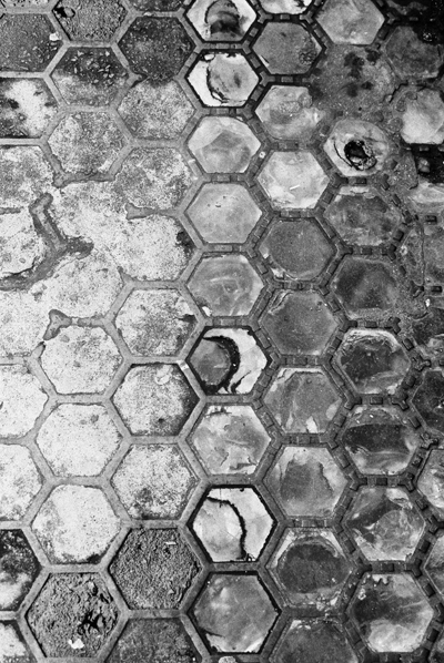 Bees | Gwenyn by Cardiff to the See