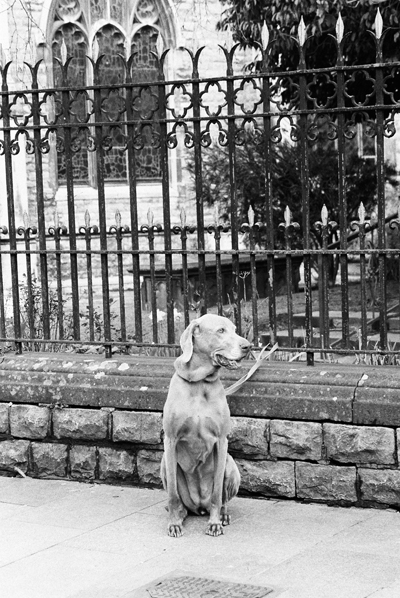 Loyal | Ffyddlon by Cardiff to the See