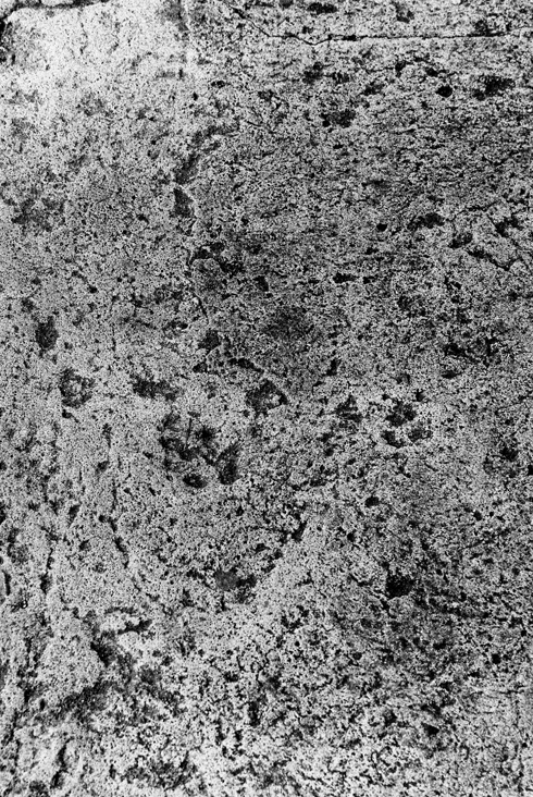 Paw | Pawen by Cardiff to the See