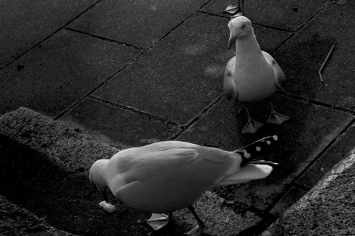 Gwil Gwylan - Cardiff to the See