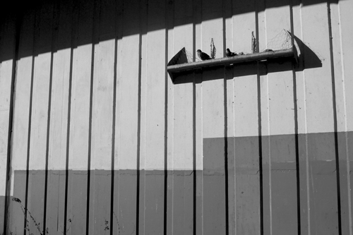 two-birds-dau-aderyn-by-cardiff-to-the-see